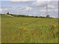 Farmland with flowers, Kimpton Down