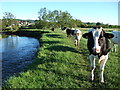 Cattle beside River Axe