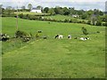 Country scene at Ballymaconaghy