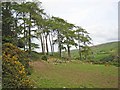 Larches in the Moygannon valley