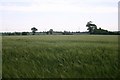 Barley field near Valley Farm