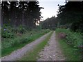 SU3017 : Track to Tilhill, Foxbury Plantation by Jim Champion