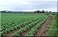 Potato Field, and Crowgreaves, Shropshire