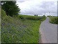 Bluebells near Llwynllwyd, Breconshire