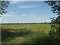 SP4305 : Oilseed rape, flowers almost over. by David Hawgood