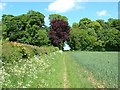 Footpath and Hill Ground Spinney