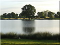 Oak tree and pond