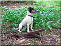 Old  jack, young jack, among the ramsons