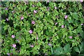 Herb Robert (Geranium robertianum)