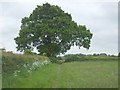 SO9781 : Oak Covered Stile by Gordon Griffiths