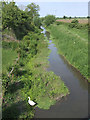 ST3819 : Derelict Westport canal at Westport by Martin Southwood