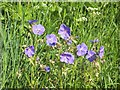 Meadow Cranesbill (Geranium pratense)