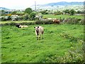 Cattle seen from the Foughilletra Road