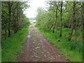 Dungavel forest track approaching the road