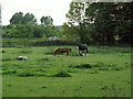 Grazing beside the M6