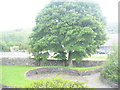 Mature oak tree in the surgery garden