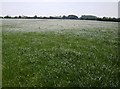 Grassland near Norbin Barton Farm