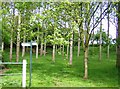 Copse near Dale Farm