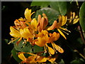 Lonicera, Whitford