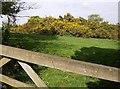 Gorse on Guilsborough Road