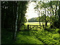 Footpath beside Flatt Woods