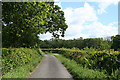 Broadwoodwidger: lane to Coombe Mill