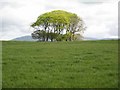 Clump of trees