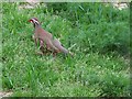 SU2396 : Red-legged partridge by Andrew Smith