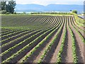 Potato field, Clathybeg