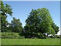 Motte at Shobdon Court