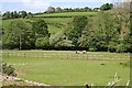 Horses grazing in the valley