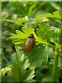 Amber snail