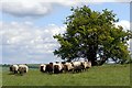 SU4927 : Sheep on Twyford Down by Jim Champion