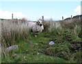 V7684 : Scottish Blackface sheep by Espresso Addict