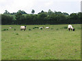 Grazing land near Lower House