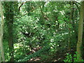 Stream in Deep Gully.