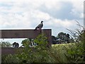 Wood-pigeon (Columba palumbus)