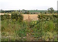 Bridleway passes through hedge