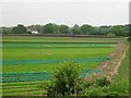 Field of lettuce near Betteshanger