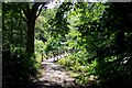 SU7371 : Footbridge in The Wilderness, Whiteknights Park, University of Reading by Chris Wood