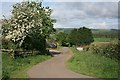 Lane Near Saughtrees