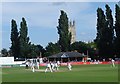 Cricket at Archdeacon Meadow