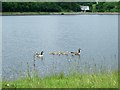 Reservoir Ducks