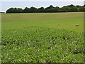 Farmland, Durrington