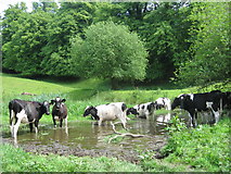 SJ3165 : Cows near Hawarden Old Castle by Sue Adair