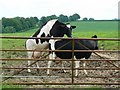 Cows, near Elston