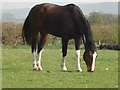 Grazing horse near Warham