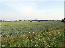 TL2460 : Field near Croxton by Jeff Tomlinson