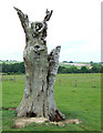 Dead Oak Tree, Linleygreen, Shropshire