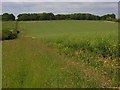 Oil-seed rape, Forest of Bere